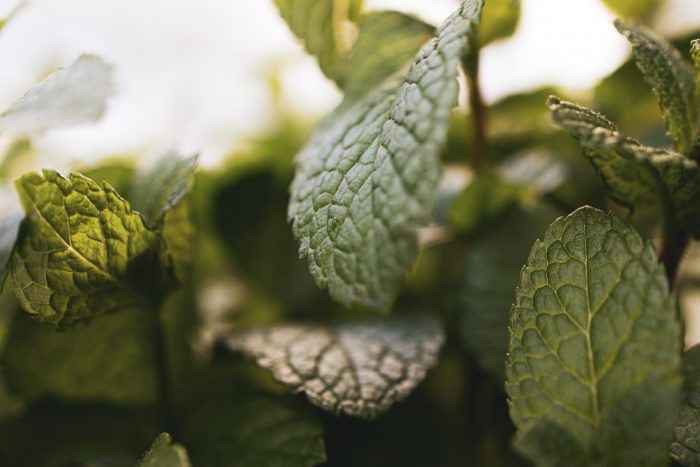 Mint leaf
