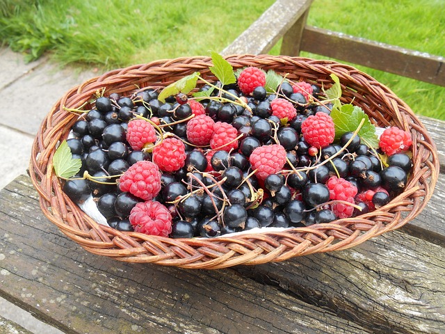Basket full of raspberries and blackcurrants